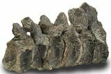 Articulated Hadrosaur (Maiasaura) Caudal Vertebrae - Montana #227424-3